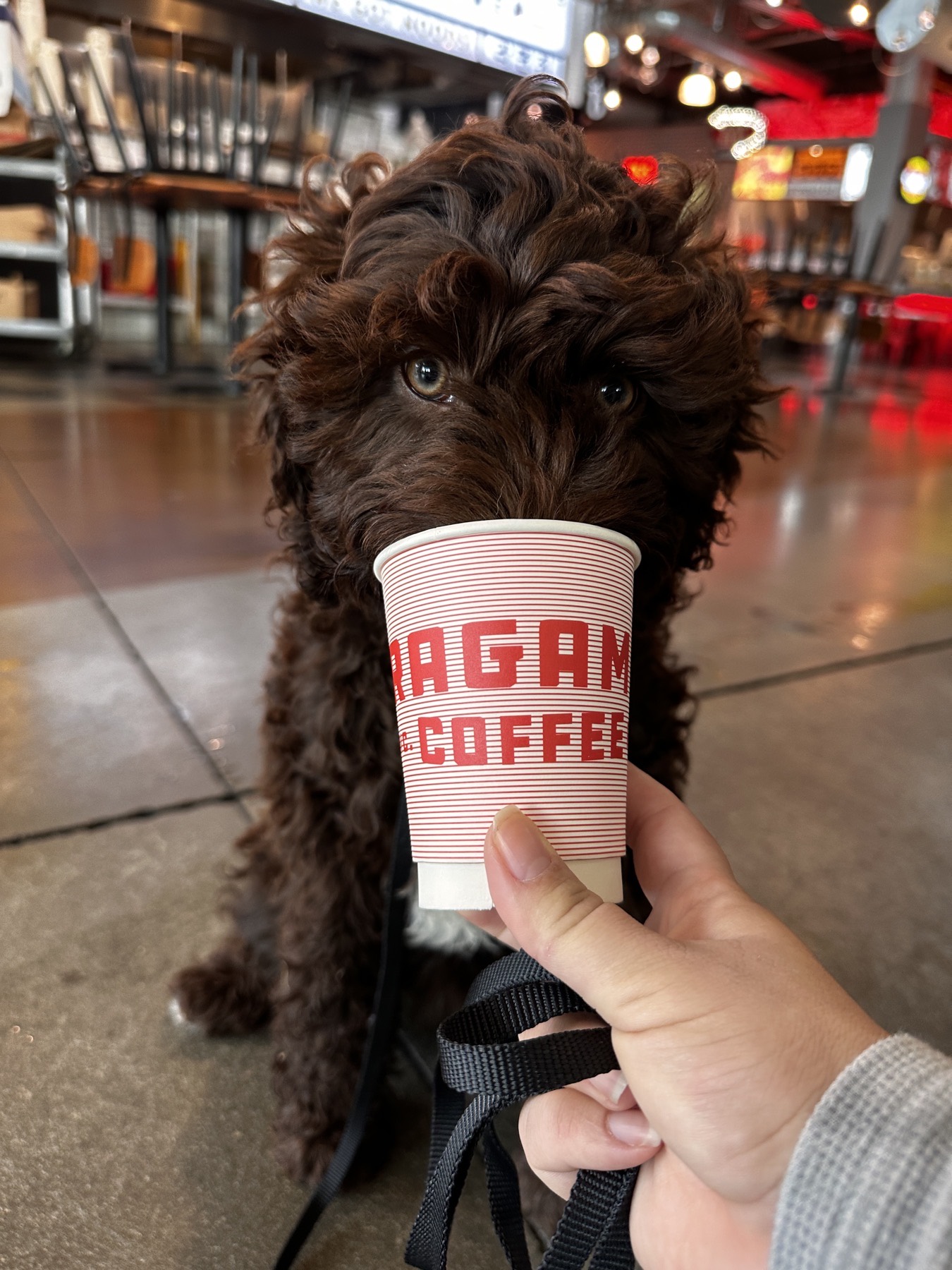 A chocolate doodle puppy in a calm everyday moment